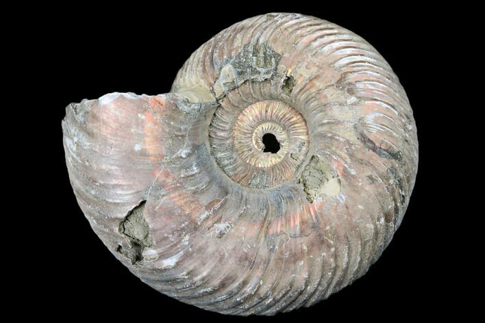 Iridescent, Pyritized Ammonite (Quenstedticeras) Fossil - Russia #175018